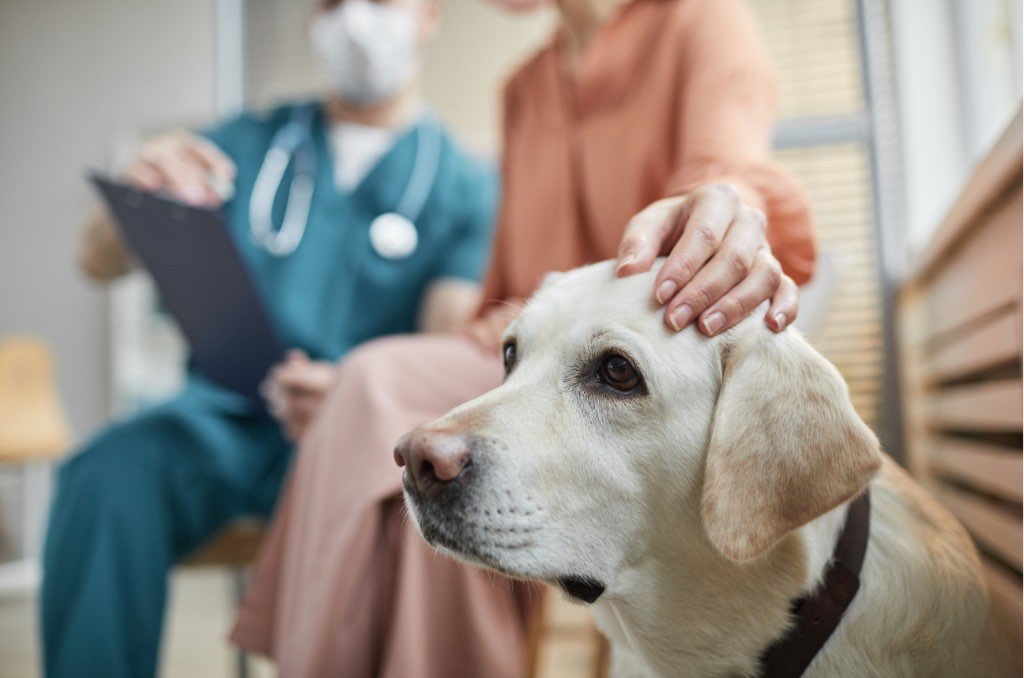 Dog with owner and veterinarian during a clinical consultation